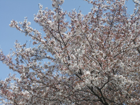 写真：満開の桜が間に合いました。